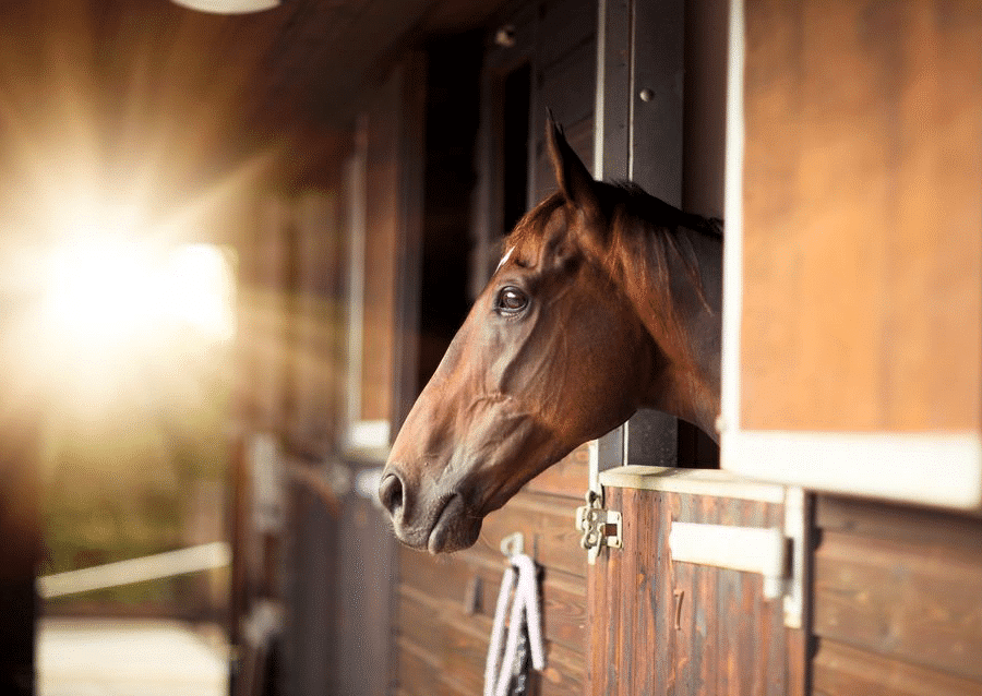 CSIO Copie - Deux guides pratiques pour vendre et acheter votre propriété équestre avec Horse Immo.