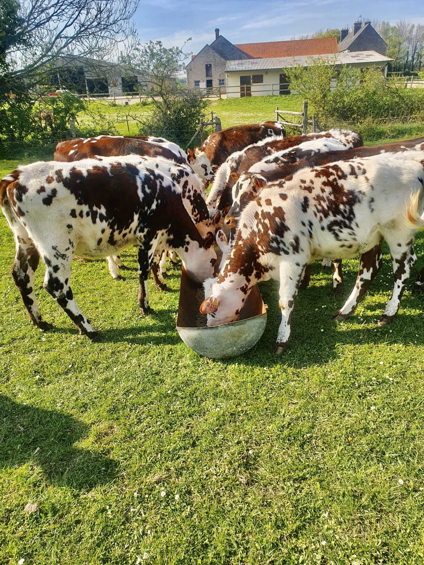 Pâturage mixte entre chevaux et vaches laitières.